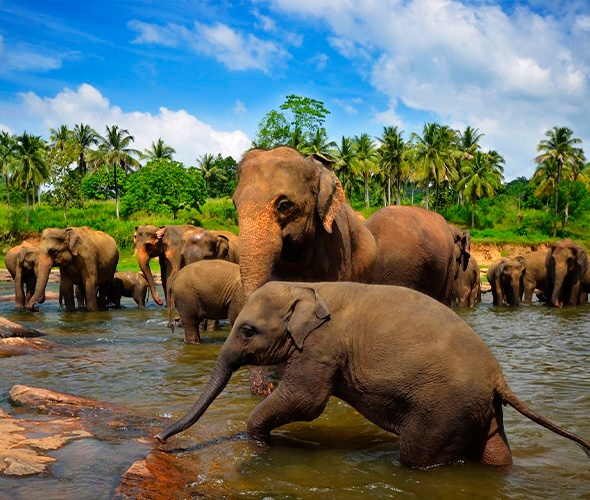 Sri Lanka — travel photo 3