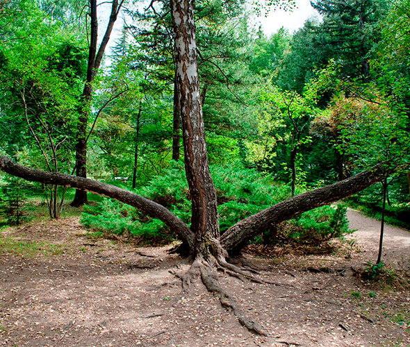 Dendropark, Armenia