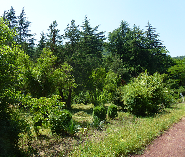 Dendropark w Ijewanie, Armenia: zdjęcie 2