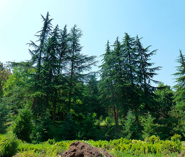 Dendropark w Ijewanie, Armenia: zdjęcie 3