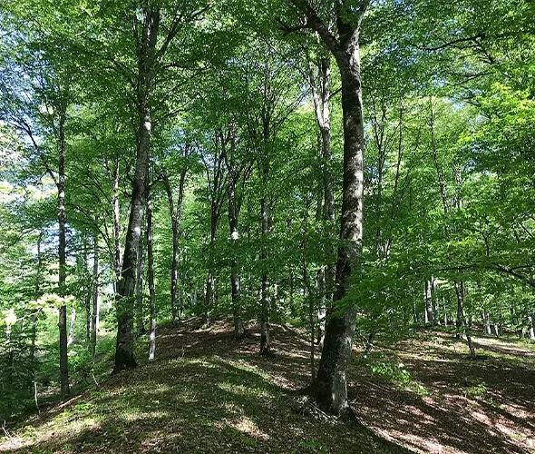 Park Narodowy Dilijan, Armenia: zdjęcie 3