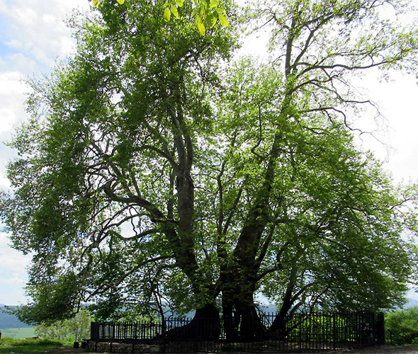 Arbre Tnjri, Arménie
