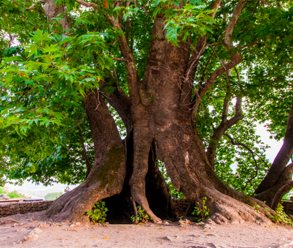 Arbre Tnjri, Arménie : photo 2