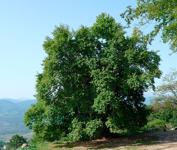 Arbre Tnjri, Arménie : photo 3