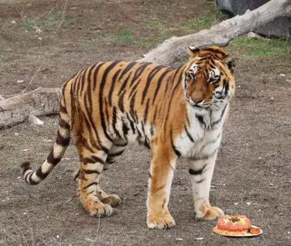 Jardín Zoológico, Armenia: foto 3