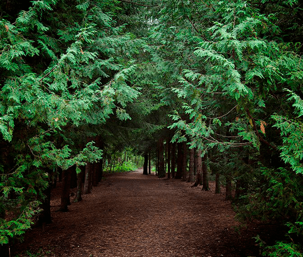 6a63411beba3b-66e3f9ec99f1b-dendrvopark2.png