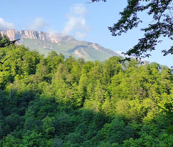 Luxury in the Wild: Forest Retreat with SPA & Shopping: photo 4
